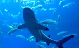 В Испании теперь можно поужинать среди акул