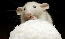 «Кофе Хауз» оштрафовали за крысу, упавшую на посетителя