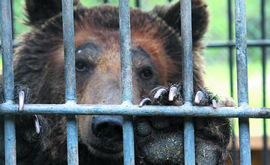 Зоозащитники вызволят медведей-алкоголиков из сочинского кафе