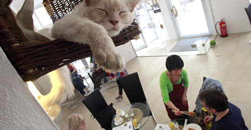 Кошкам в «котокафе» выделят отдельные помещения