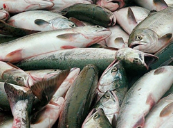 Рестораны США заинтересовались рыбой из Якутии