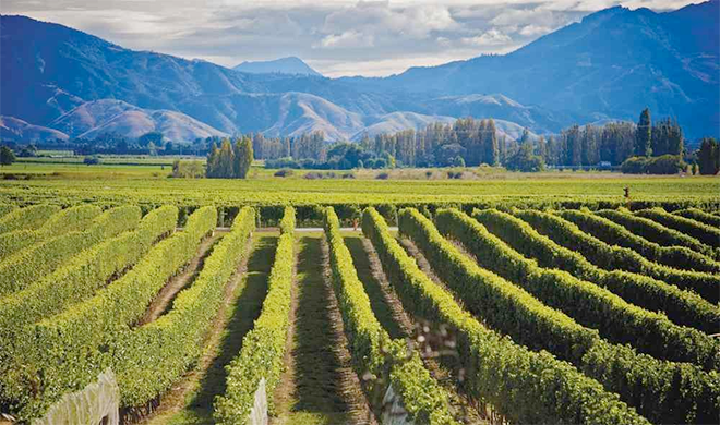 Новая Зеландия анонсировала запрет на поставку вина в Россию